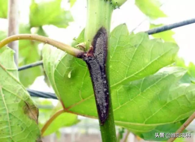 葡萄霜霉病流行的主要环境条件是,葡萄霜霉病最短间隔几天打一次药