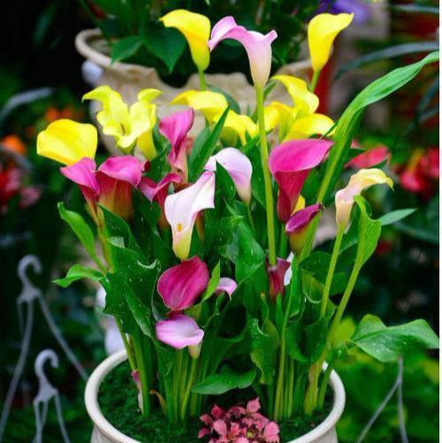 4种花夏天不要多浇水一浇就烂根,这5种花特别耐涝越浇水越会爆盆