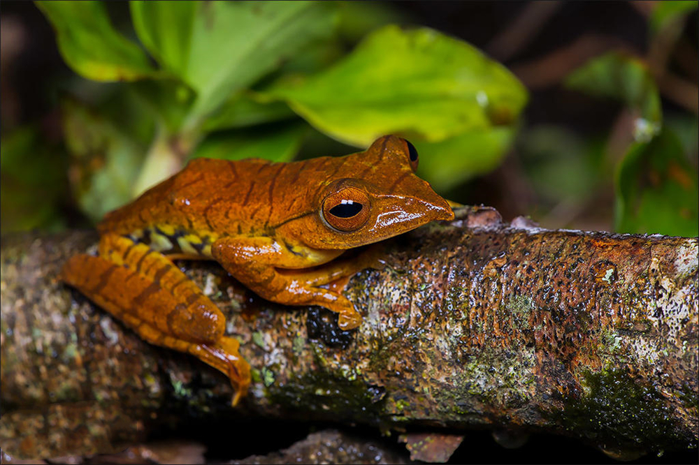 西藏发现最大的青蛙,墨脱发现青蛙视频