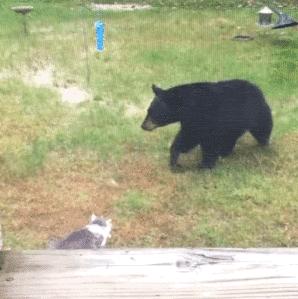 搞笑gif你们这些城里人太会玩了,搞笑gif逗比的世界你永远理解不了