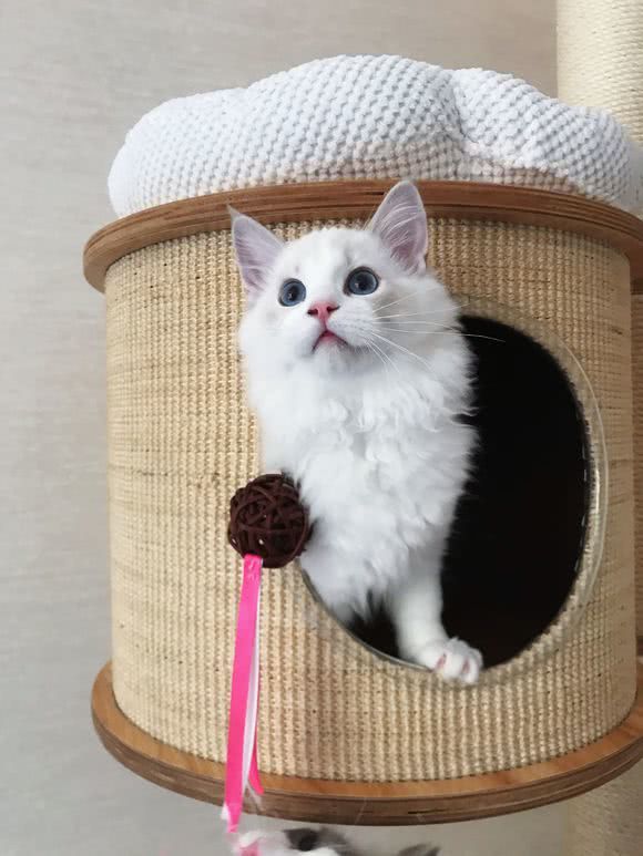 想买个1万左右的猫,想买只布偶猫