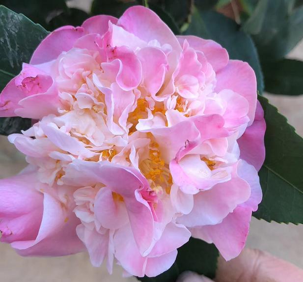 冬天什么时候买花最好,冬天买花注意事项