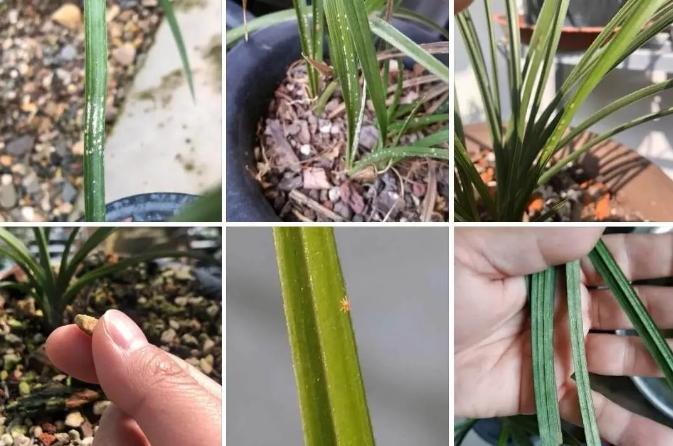 草履蚧预防季节,大球蚧怎么防治