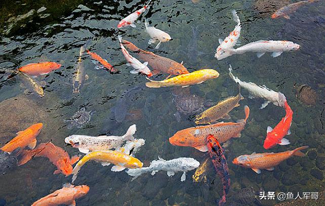 锦鲤鱼与什么鱼可以一起养,活宝石鱼锦鲤怎么养