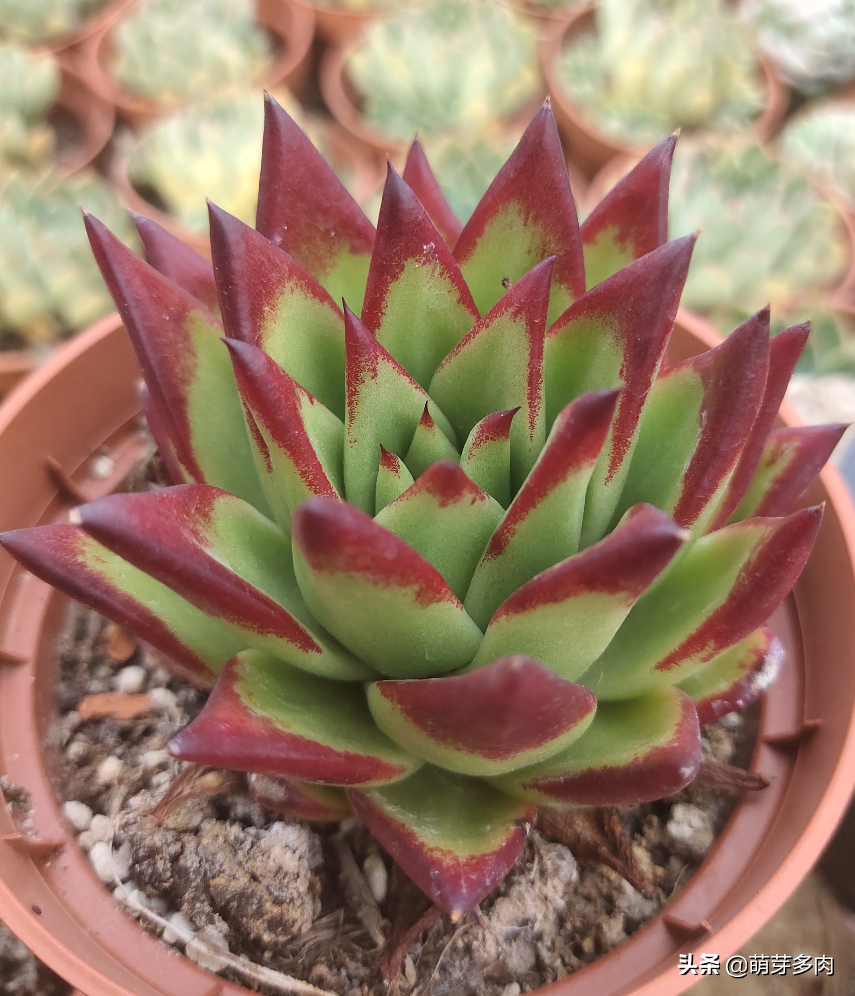 多肉植物的土壤怎么选,多肉植物土壤配方比例图