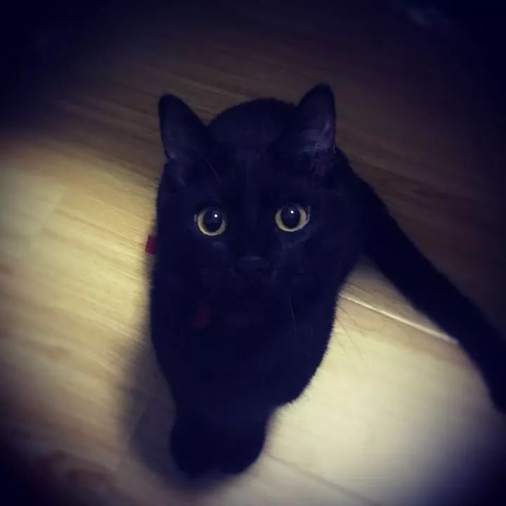 黑猫是不是特别的稀有,黑猫真的看不清吗