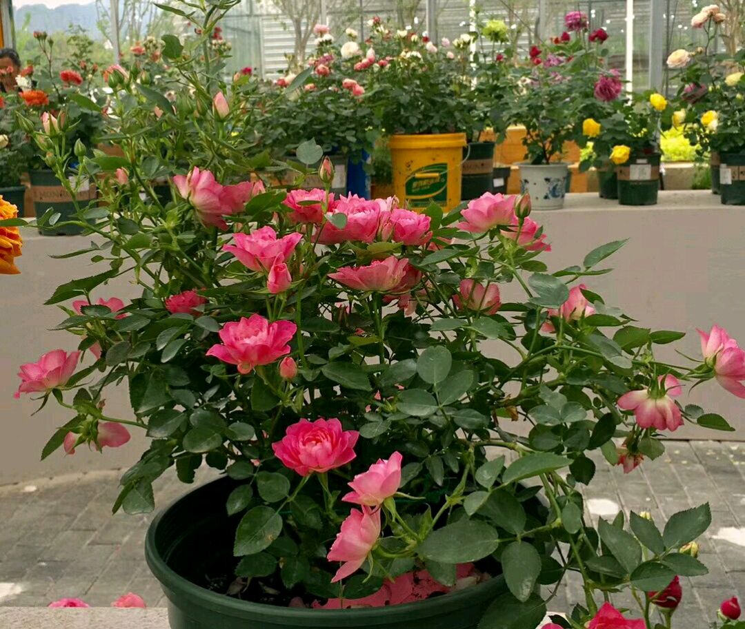 给月季换盆弄断毛细根,月季春天发芽后又枯萎了如何处理