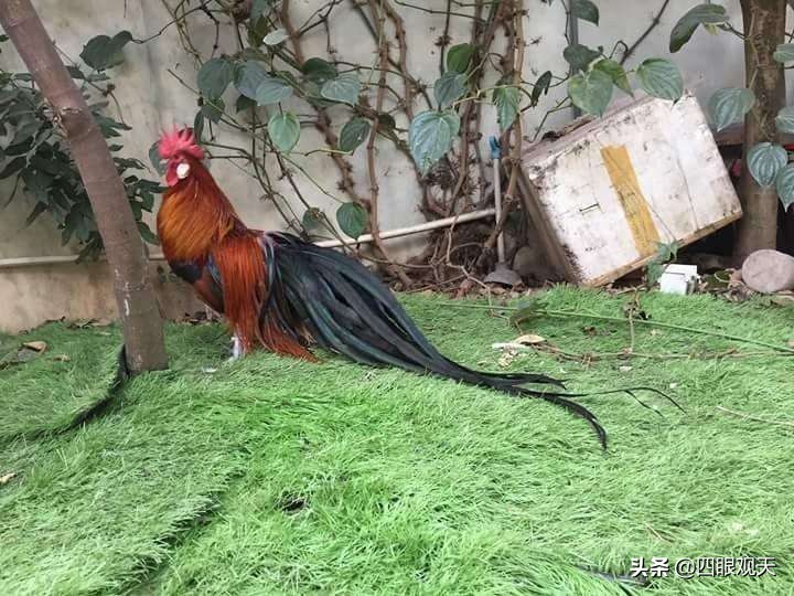 毗蓝婆的丈夫,毗蓝婆老公是谁