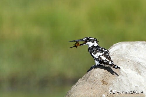 耐克广告语justdoit,耐克球鞋冷知识100个