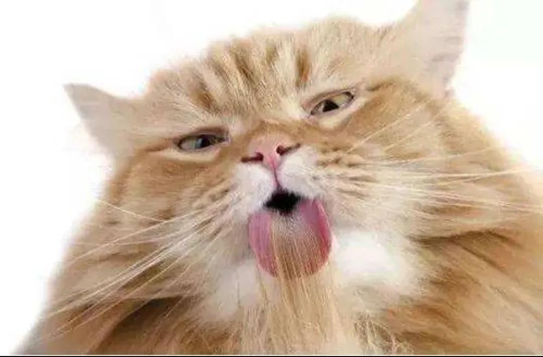 三个月猫咪呕吐的原因及处理方法,猫咪呕吐怎么办才好