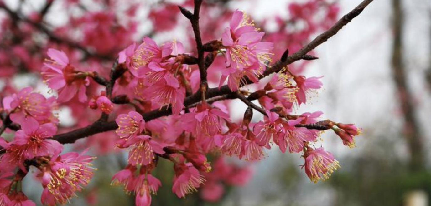 又到了一年一度赏樱花的季节,又是一年樱花开快来沉浸式赏樱