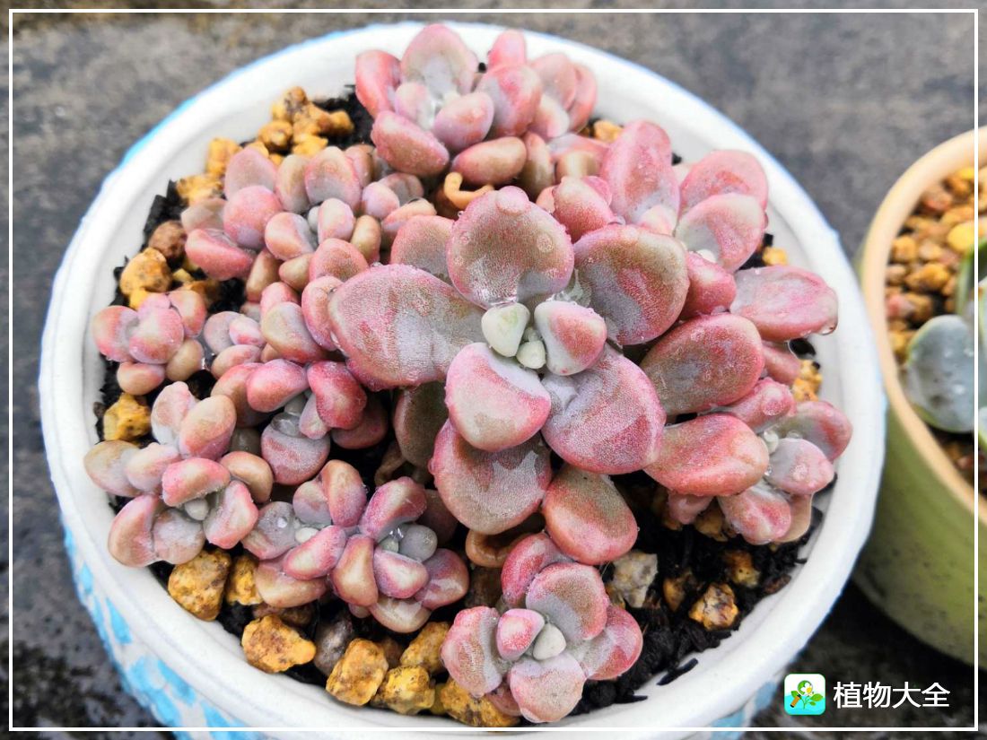 多肉植物艾伦视频,多肉植物艾伦价位