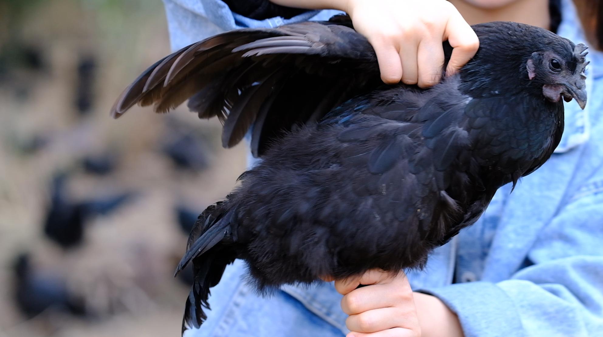 全身皮毛都是黑色的,长得像鸟一样的鸡,一年能卖8000多只