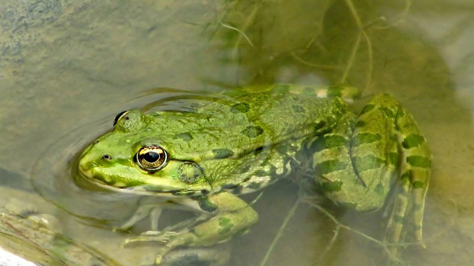蜗牛智商高的动物,盘点动物世界最慢的动物蜗牛