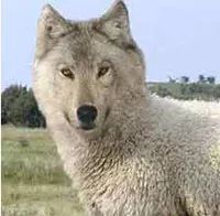 丸美彭于晏,彭于晏丸美眼霜广告歌