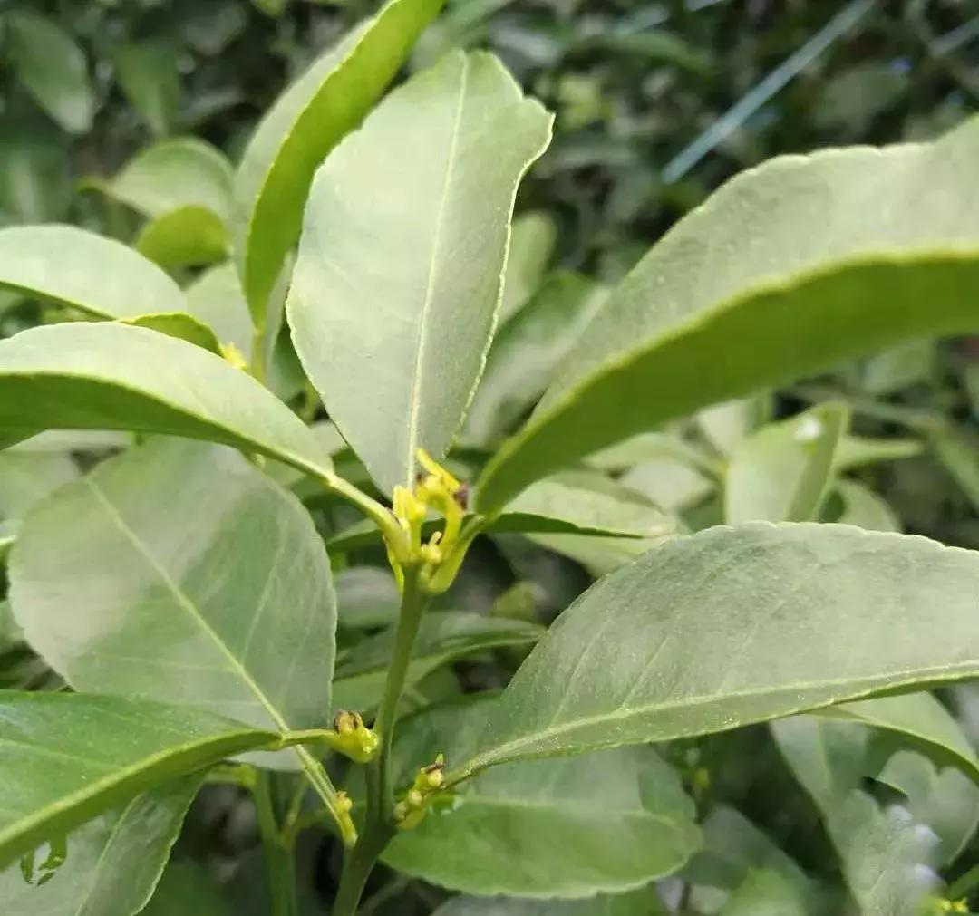 呋虫胺对柑橘幼果有药害吗,柑橘被药害落果怎么补救