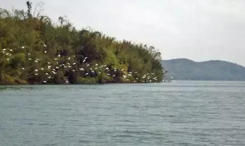 百里柳江“龙凤胎”,这块地为什么这么贵?玄机在这里