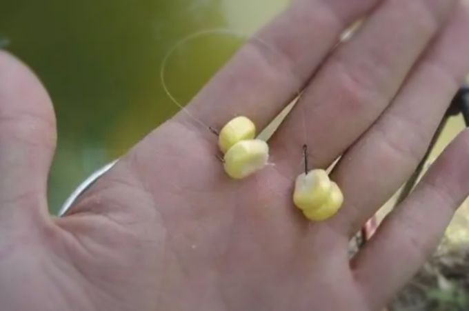 对付鲤鱼绝招图解,对付鲤鱼最好的办法