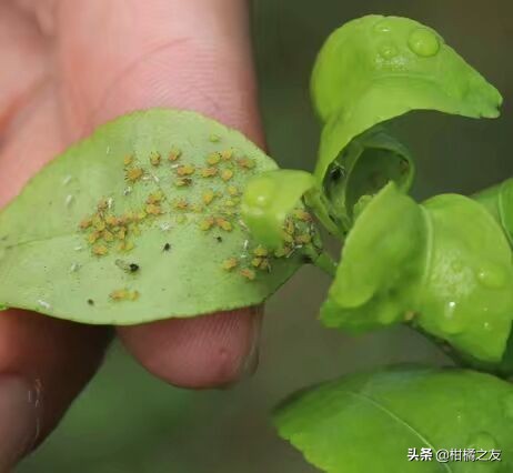 甲氨基阿维菌素防治柑橘哪些虫害,7月柑橘虫害用药