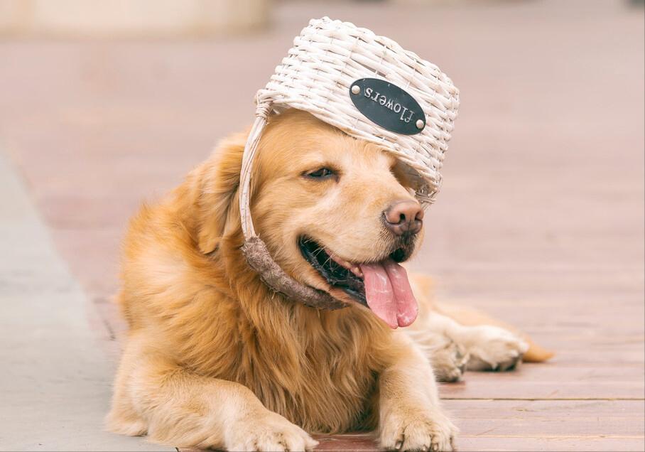 狗界中的大饭桶,狗界第一饭桶