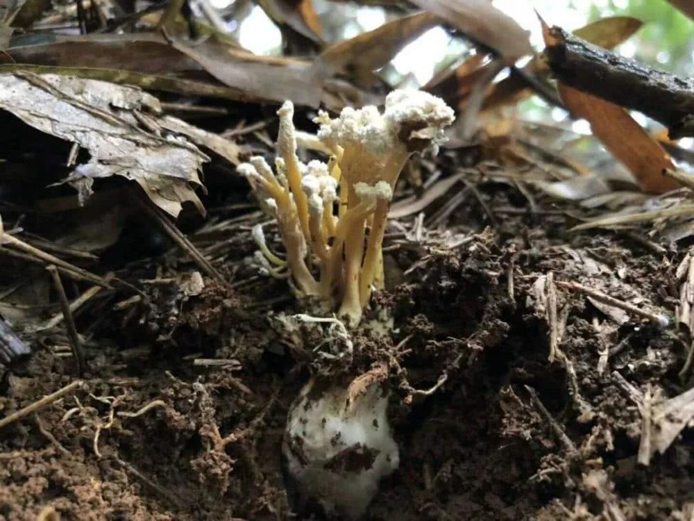 生在竹林中，去年1斤80元，如今已翻4倍，又有“冬虫夏草”走红？