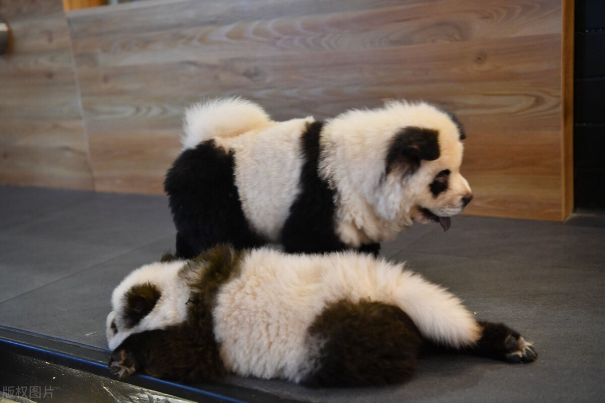 松狮犬的喂养与护理方法,松狮犬吃什么比较好养呢