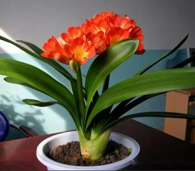 营养土包邮养花种植土,怎么做养花的生根土和营养土