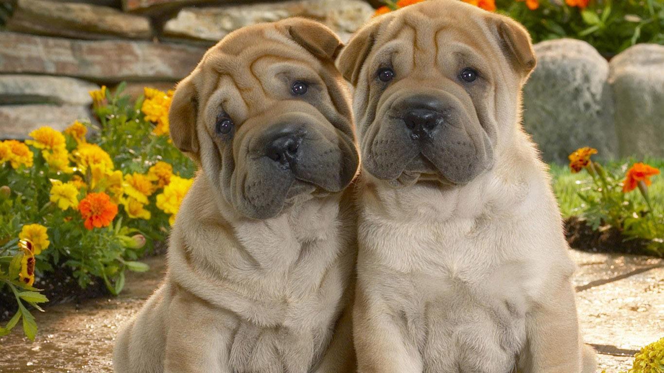 国产名犬排名,中国的名犬有哪几种