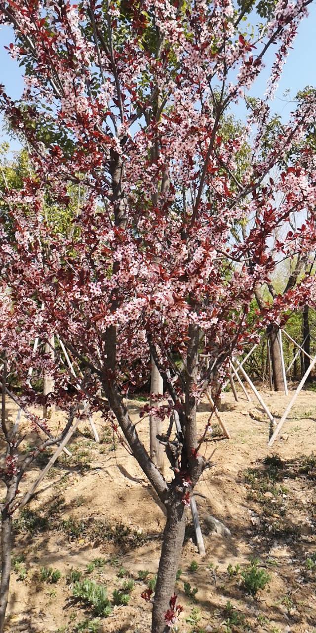 淄博花山公园梅花谷,淄博花山公园