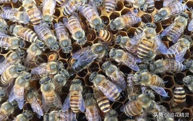 蜂王被围攻是什么原因,蜂王被蜜蜂围攻