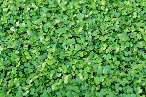 白菜遮阳网覆盖栽培,白菜夏秋早熟地膜露天种植技术