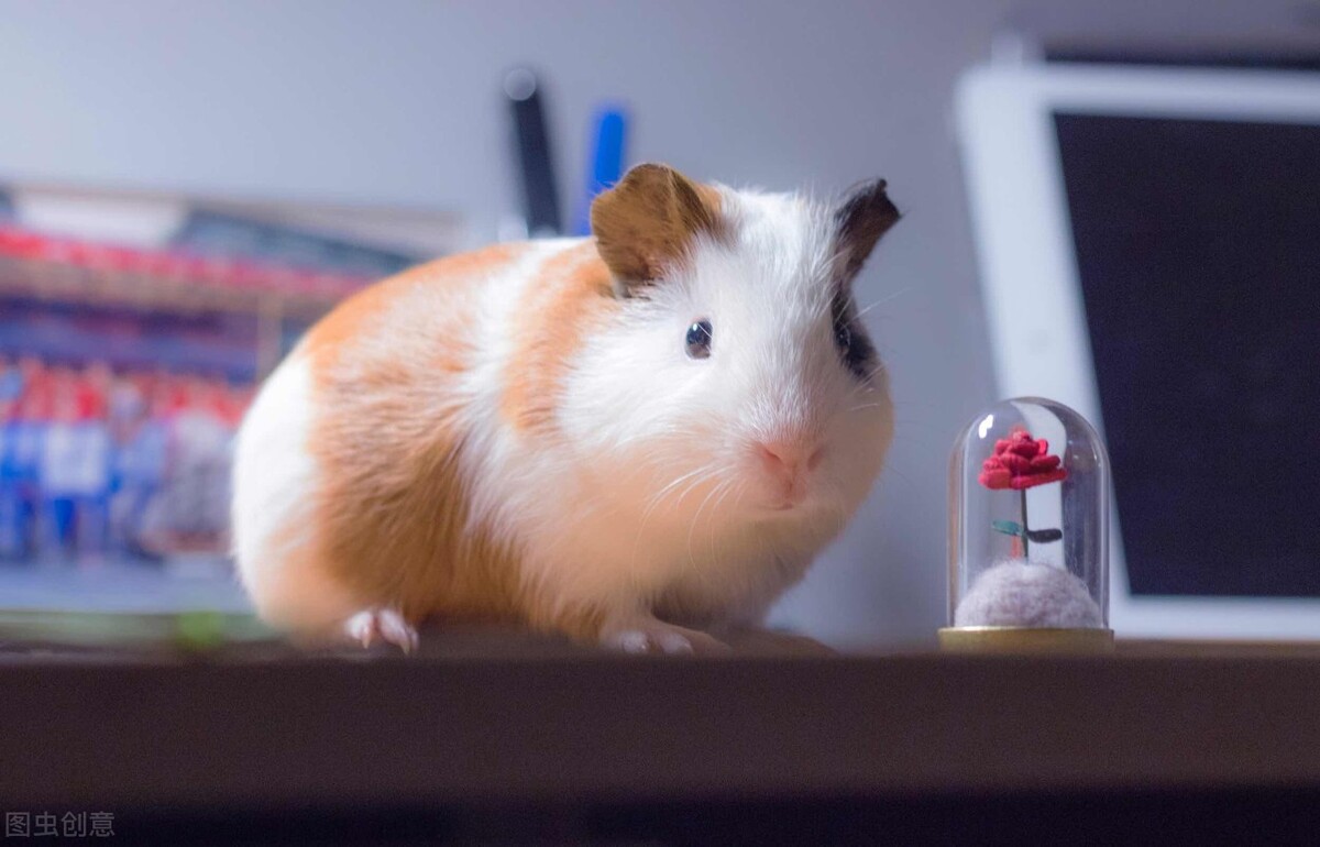 秘鲁国菜塞维切图片,秘鲁国菜十大名菜品尝