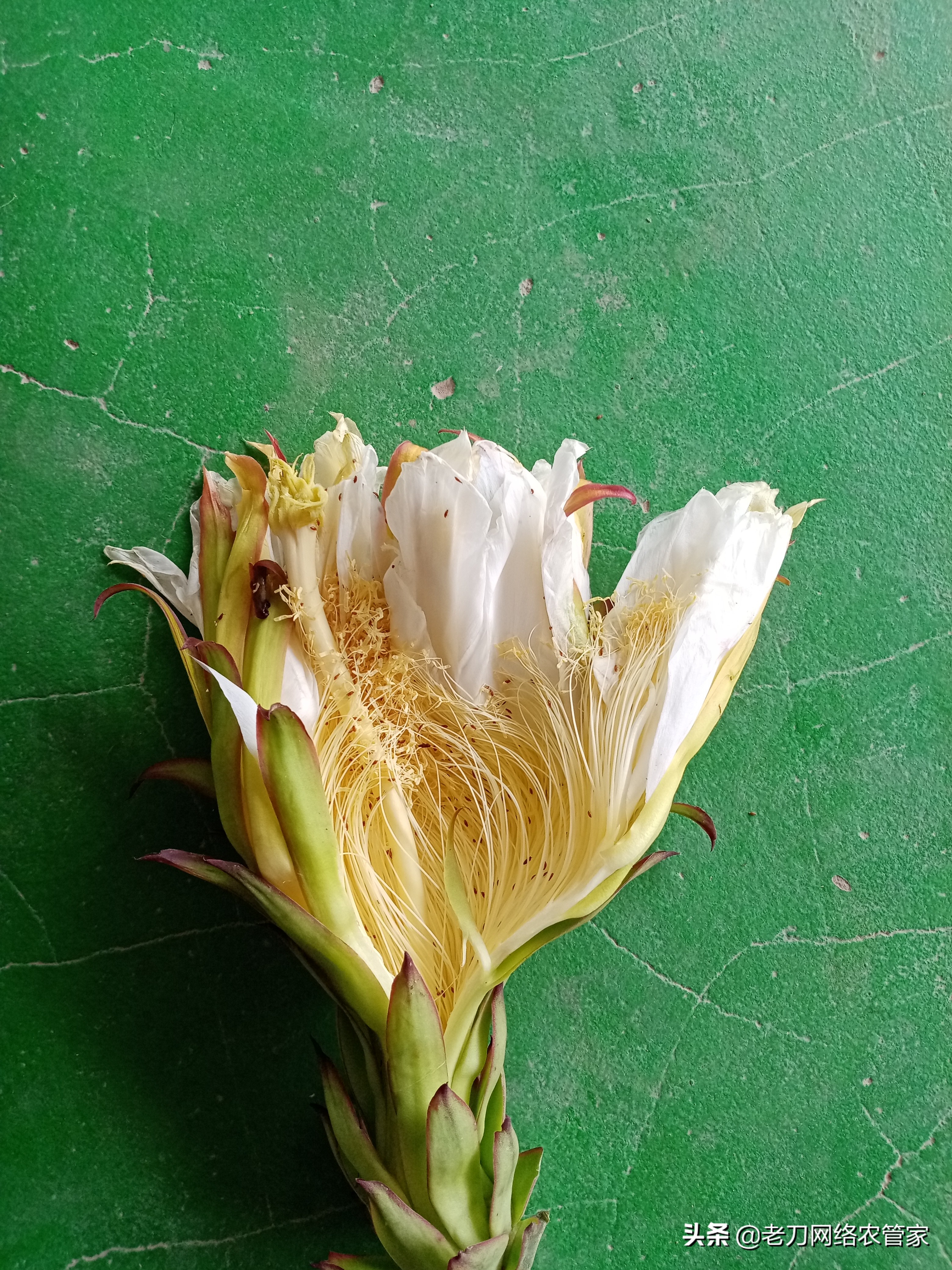 火龙果虫害规律,火龙果叶上长虫