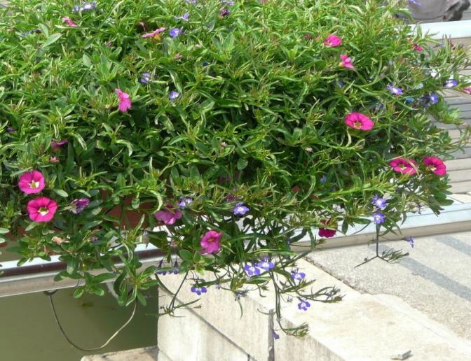 别再养绿萝,不要再种绿萝了插上就能活