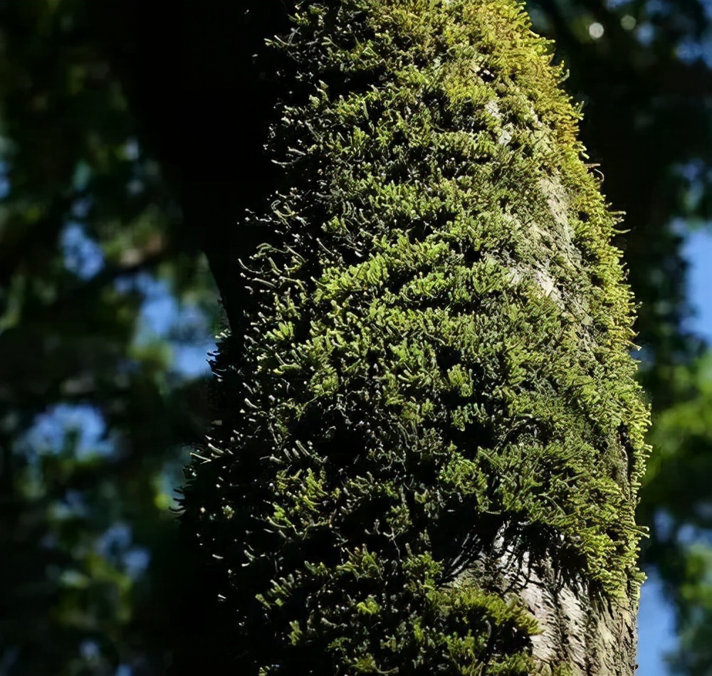 地球上最复杂最庞大的生态系统是,世界上最大的热带雨林生态系统