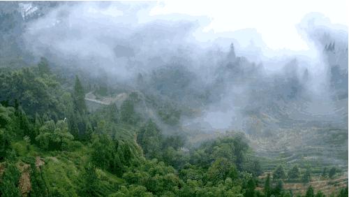 我们争分夺秒加班加点,就是为了奉上今春这第一波蒙顶皇茶!