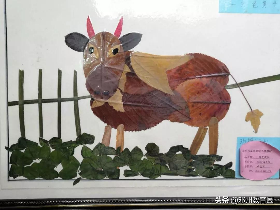 邓州市花洲实验小学排名,邓州花洲实验小学校优秀学生