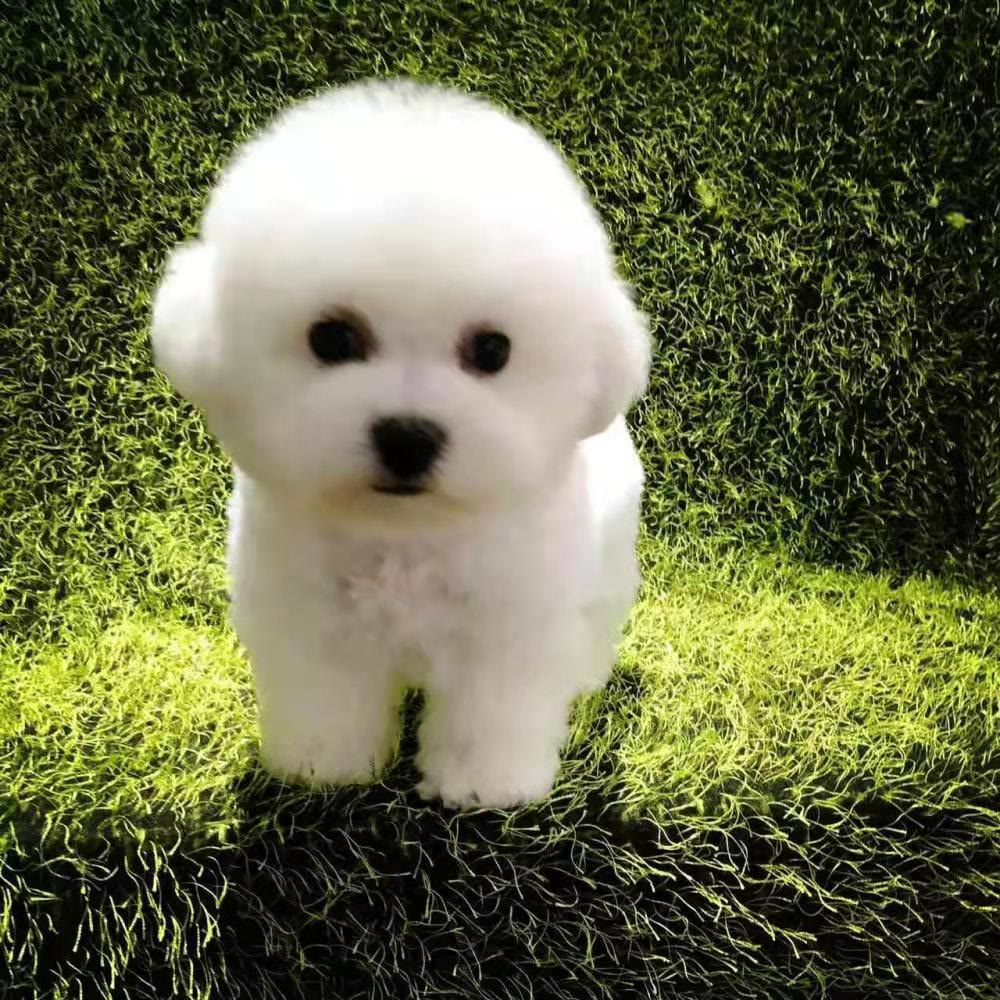 比熊吐狗粮什么原因,比熊总吐