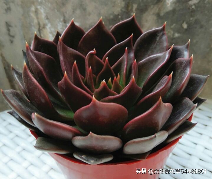 黑王子怎么养护多肉,夏季怎么养多肉黑法师避免成光杆