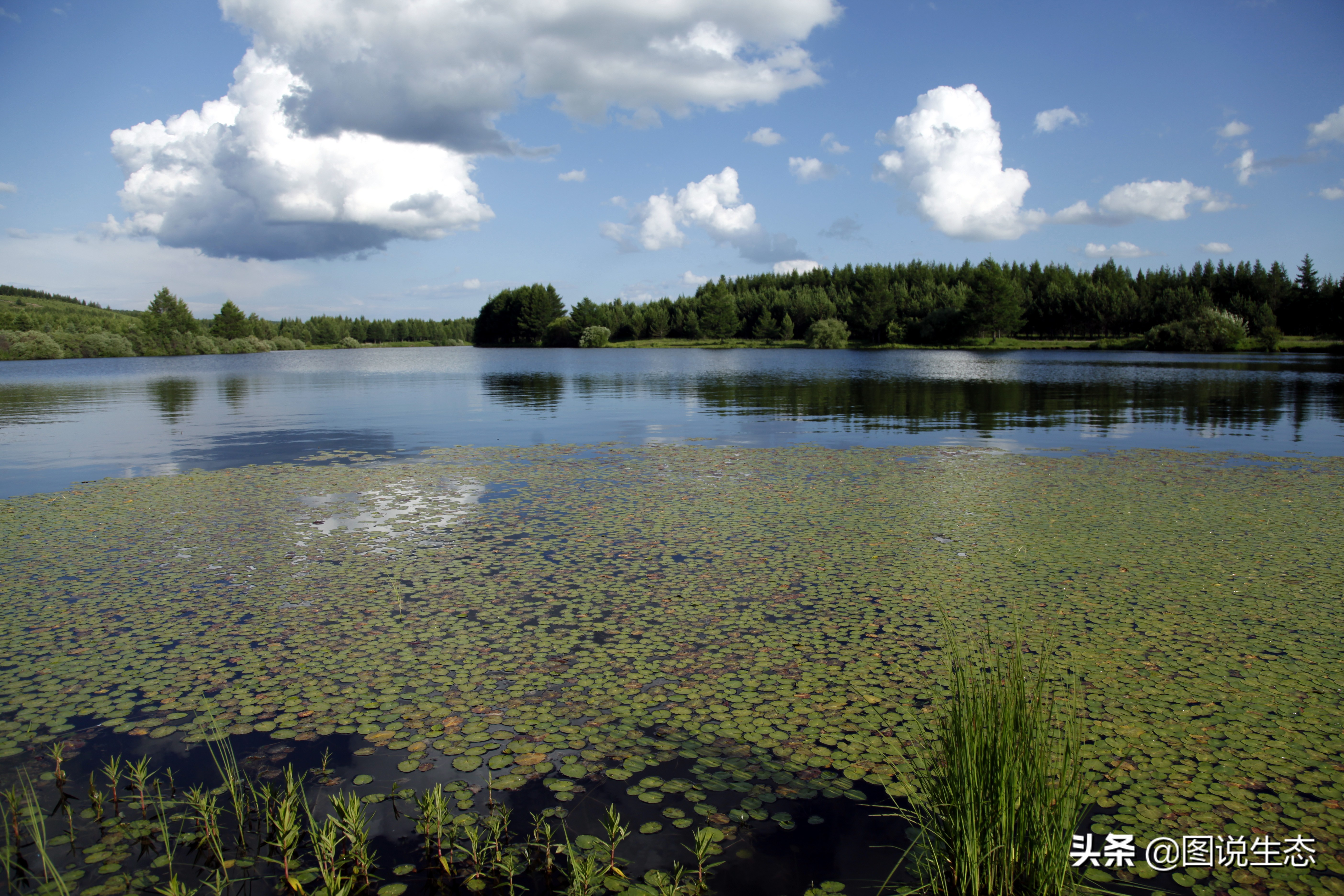 一口气看完塞罕坝全篇,参观塞罕坝有感1000字