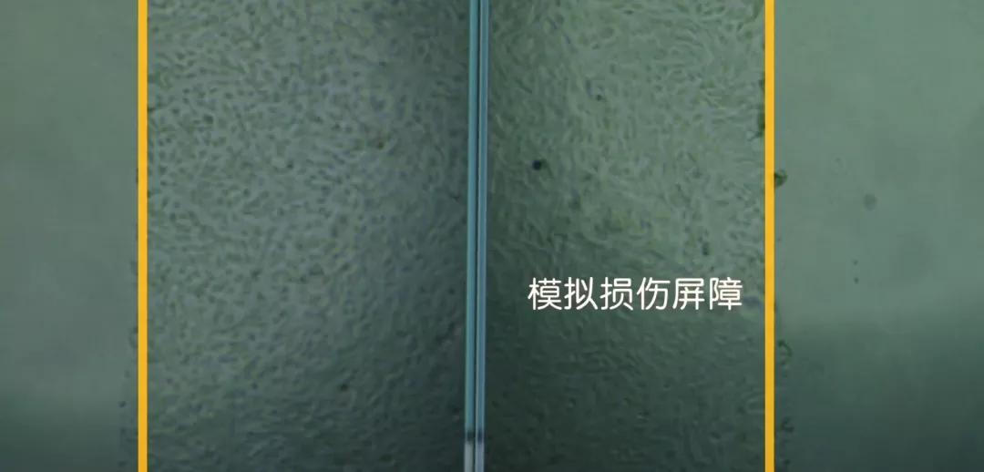 李佳琦没骗人!“国货之光”拯救烂脸,销量21万!乔欣也打call?