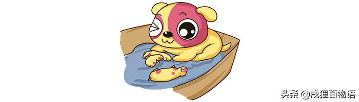 狗狗要生了主人该怎么做,狗狗要生小狗了有什么症状