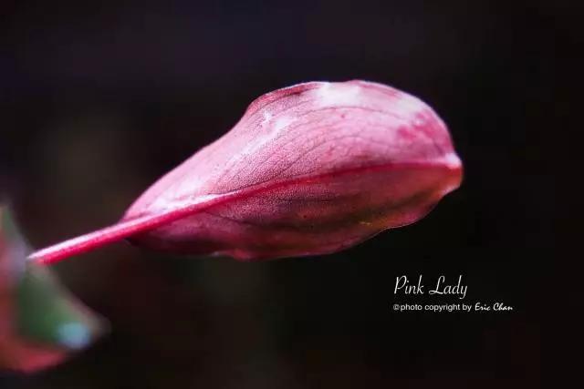 卡佩特k5辣椒榕为什么这么贵,辣椒榕k5为什么贵