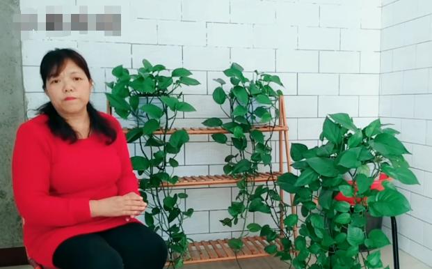 绿萝叶子发黄长斑点快速补救方法,绿萝叶子有斑点发黄怎么办