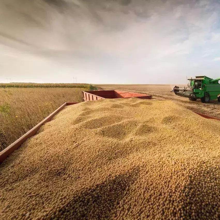 豆价下跌还会涨吗,今日大黑豆价格行情