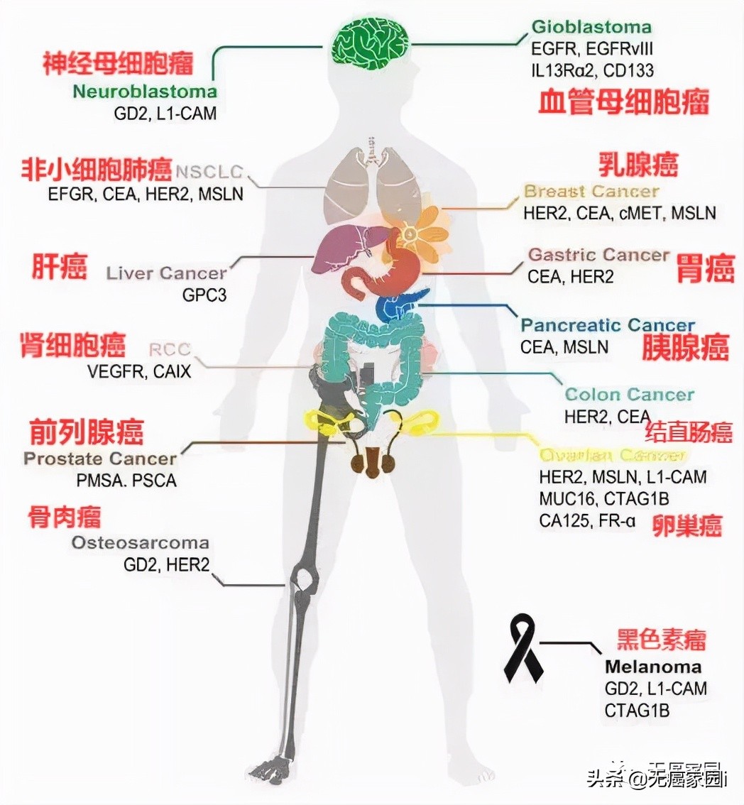 胰腺癌研究获重大突破,肝癌领域研究取得重大突破