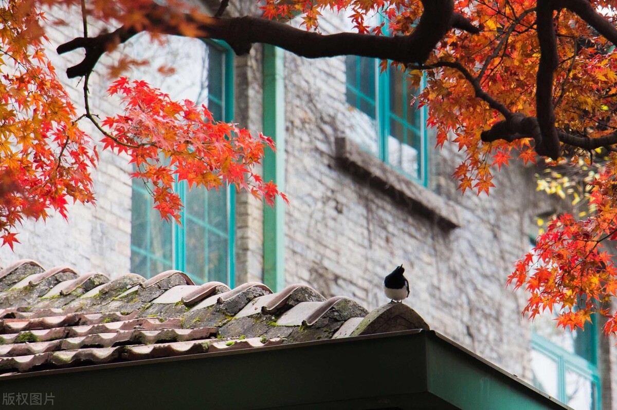 江南的秋天,温柔诗意,漫步姑苏城感受岁月静好,人间值得