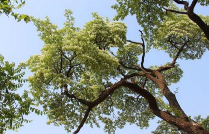 带刺的降龙木值钱吗,降龙木为啥比黄金贵