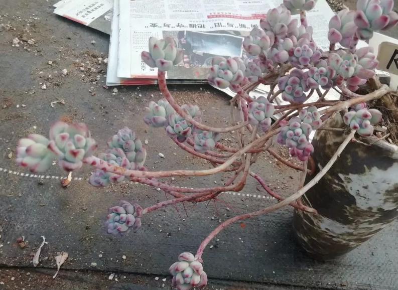 多肉养出状态来有多美？这102种多肉控养上色之后美呆了