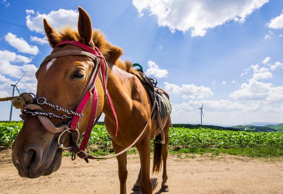 河北藏着这些绝美景点,张北坝上草原和张北中都草原
